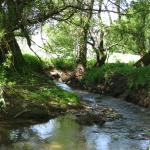 Pitkovícký (Vinný) potok v Lipanech